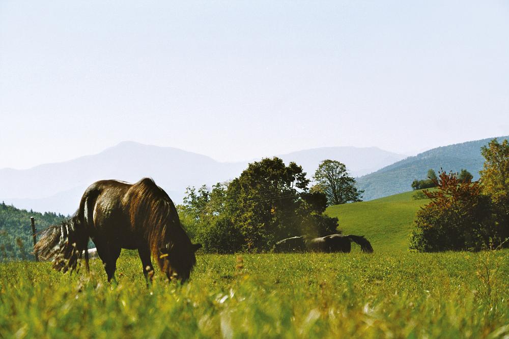 FH000031.jpg - Pferde nahe Jagasitz, im Hintergrund de Schneeberg